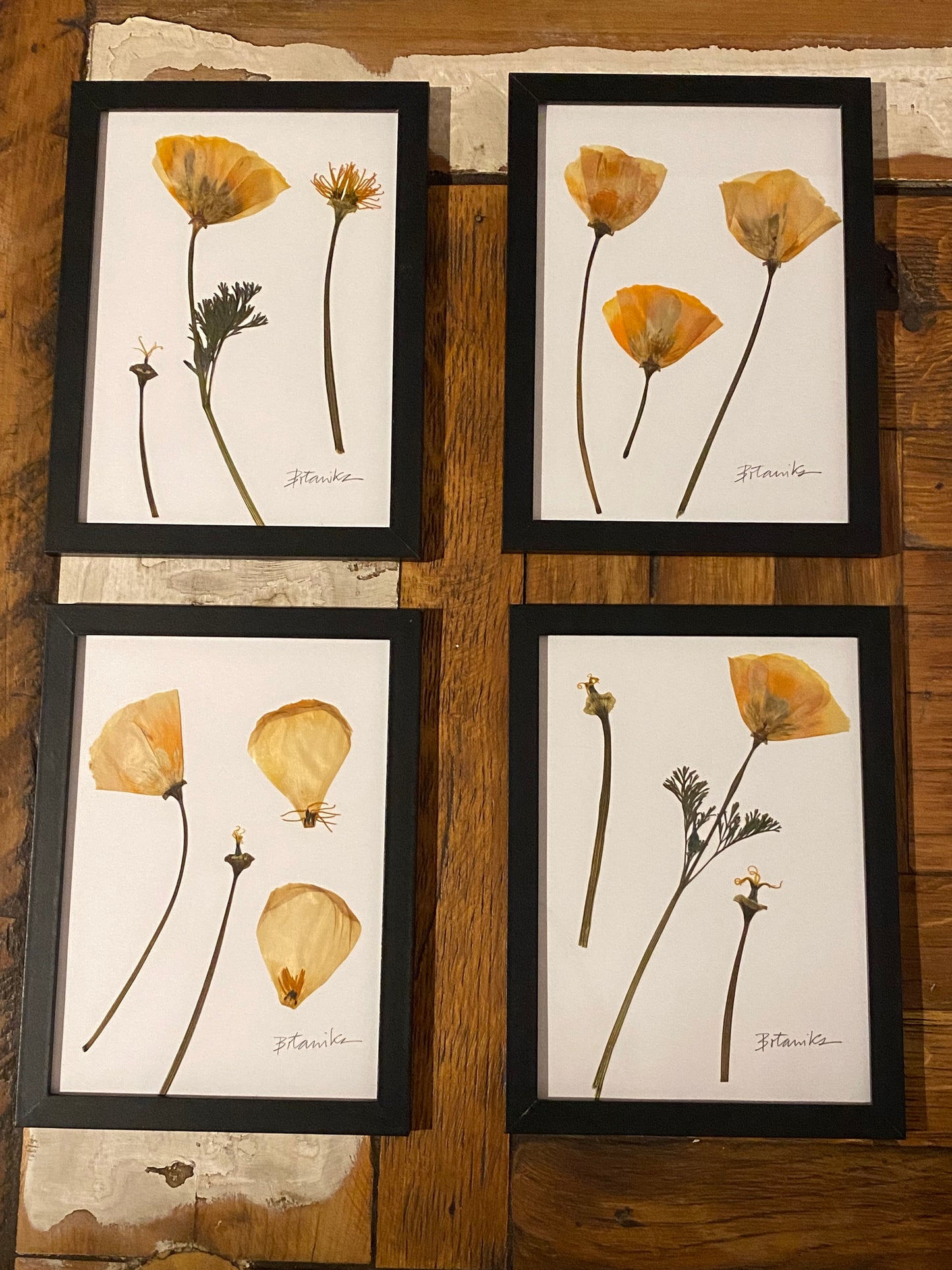 Colección N°10 - Cuatro Cuadros con flores prensadas