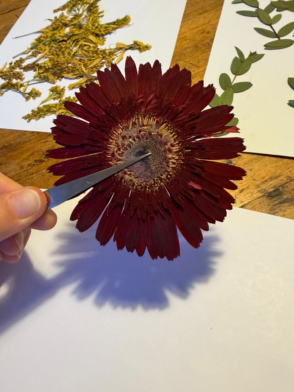 Taller de Prensado y Composición Botánica