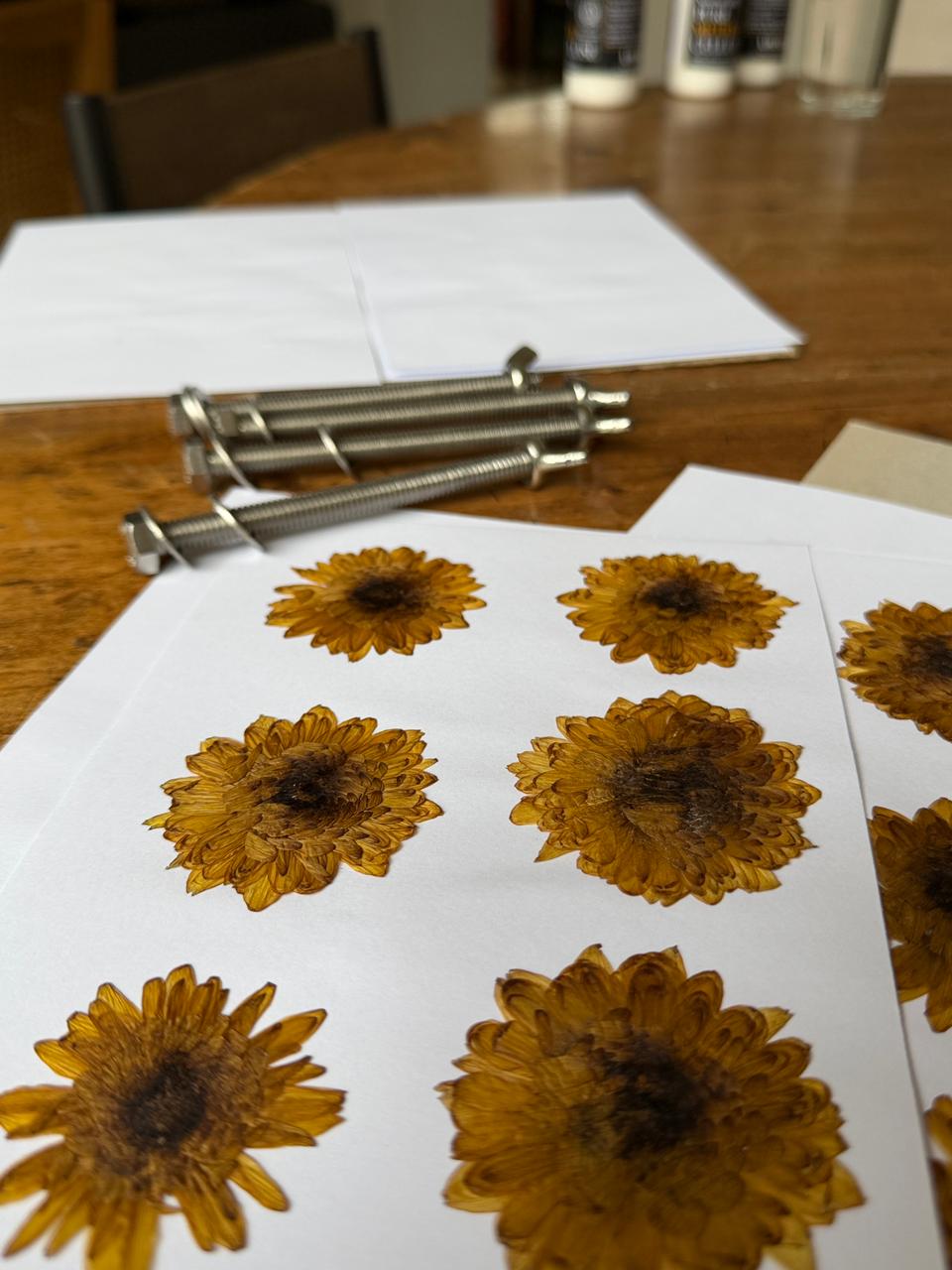 Taller de Prensado y Composición Botánica